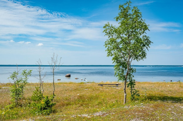 Laconic seascape with a lonely bench and a tree Northern landscape