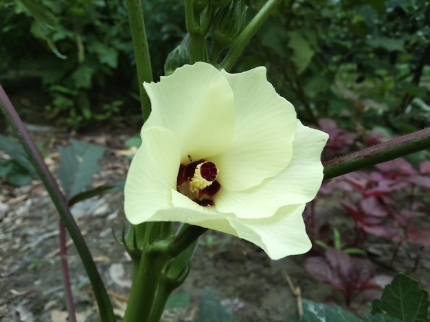 Ladies finger flower on tree , rural cultivation.