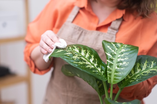 Lady in apron gently cleaning wiping recently transplanted plant at home domestic flowers