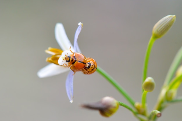 lady bug on flowers in tropical garden