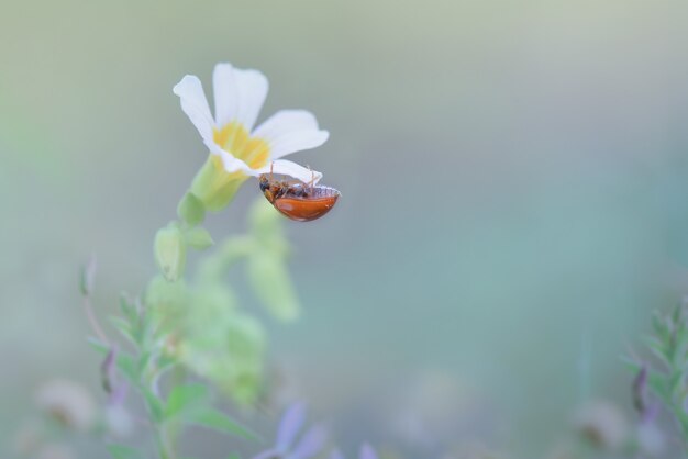 lady bug on flowers in tropical garden