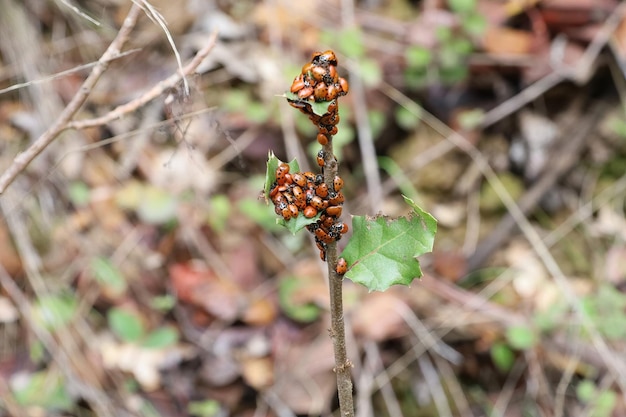 Lady bugs wintering state park in California