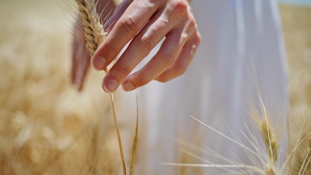 Lady fingers touching wheat sun rural farm closeup girl feeling rye texture