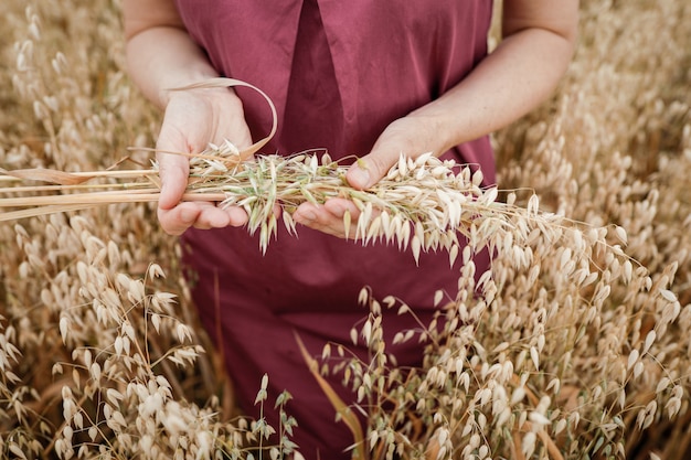 Photo lady holds in her hands ripe ears of oats