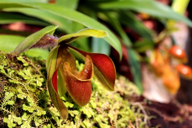 Lady slipper Orchid Inthanon National Park Chiang Mai