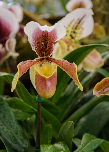 Lady slipper orchid or Paphiopedilum Slipper Orchid