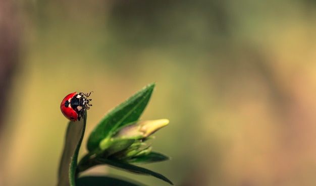 Photo ladybird on a green leaf on a sunny day