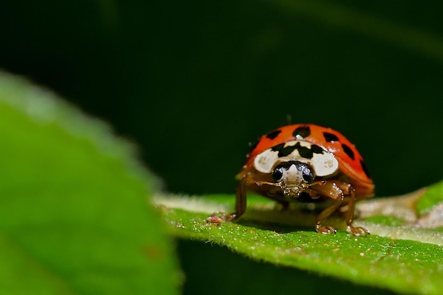 ladybird on a leaf