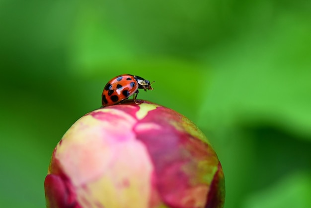 ladybird on a leaf