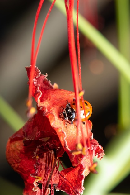 Ladybug beautiful details of a small ladybug seen through a macro lens selective focus