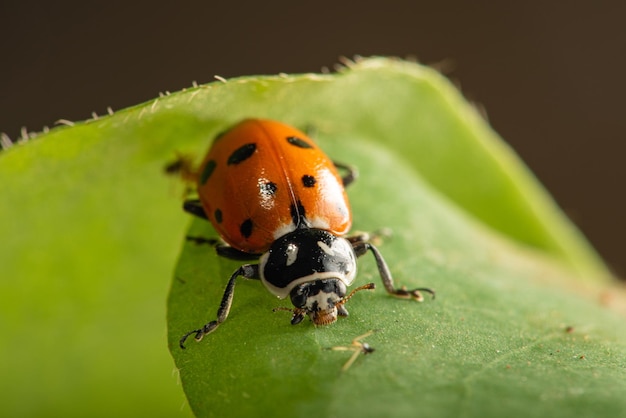 Ladybug beautiful details of a small ladybug seen through a macro lens selective focus