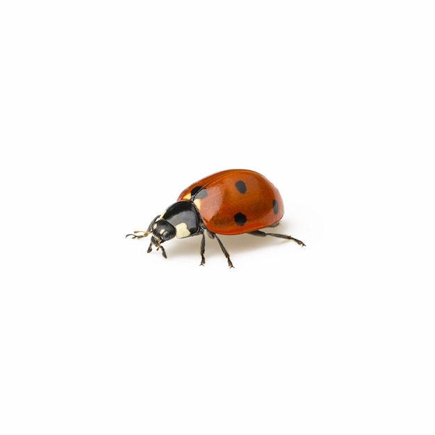 Ladybug Beetle with black points on white background