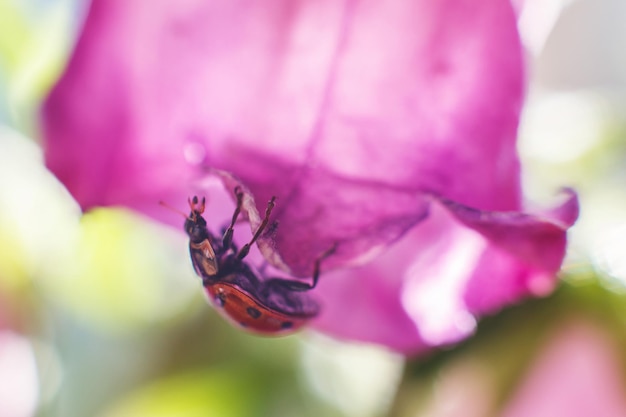 Ladybug on bell flower close up on a green background