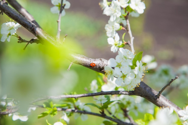 ladybug on cherry blossoms