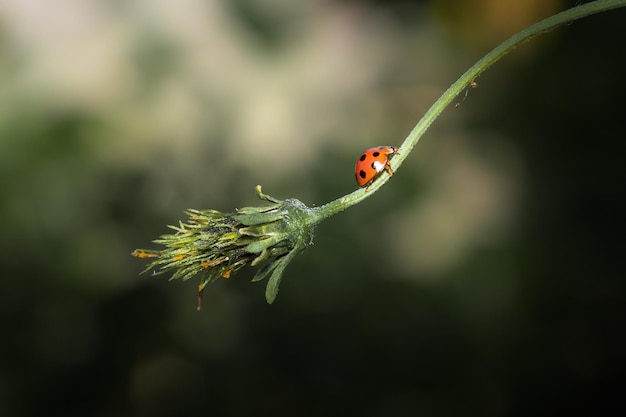 A ladybug creeping on branches