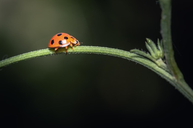 A ladybug creeping on branches