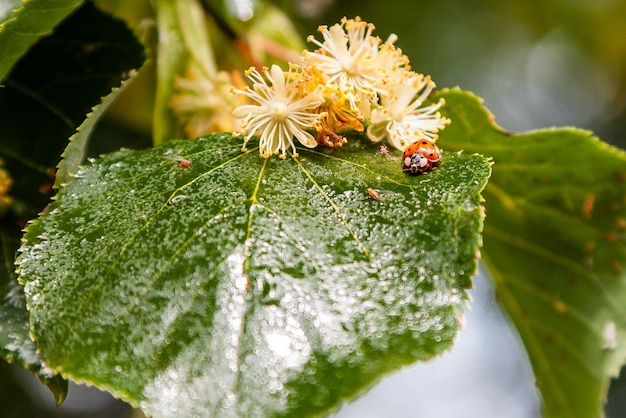 Ladybug creeps on a leaf of a linden tree