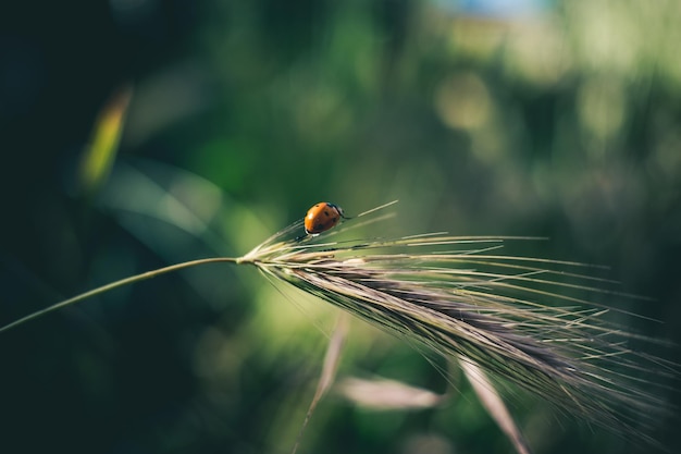 ladybug on the grass