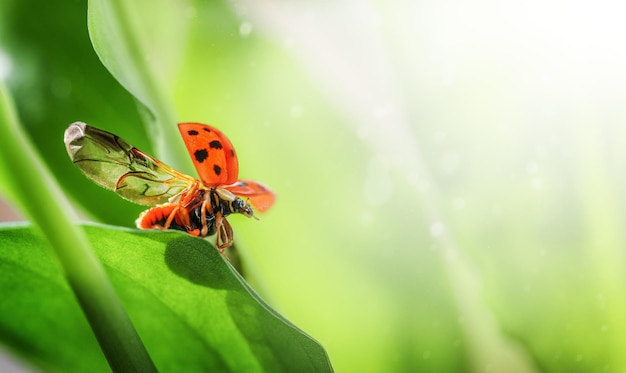 Ladybug on green leaf flying away