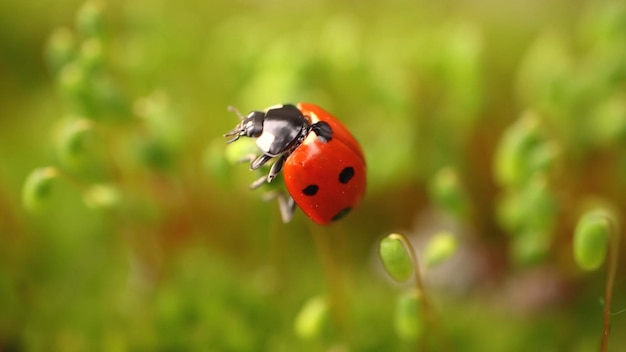 Photo a ladybug is flying through a mossy field