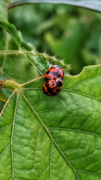 A ladybug on a leaf with the word ladybug on it