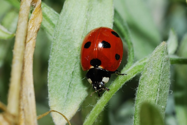 Ladybug on leaf