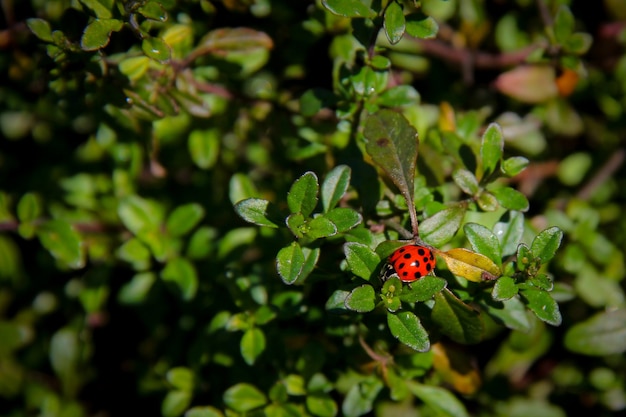 Ladybug among leaves of bushes. Color contrast. Nature background. Blurred background.