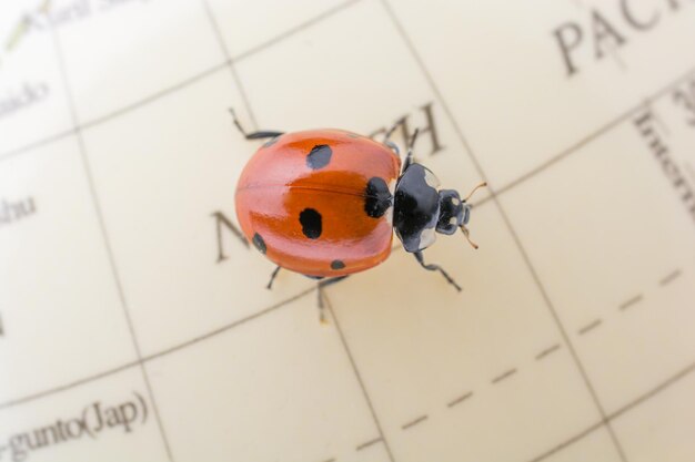 Ladybug on a little colorful model globe