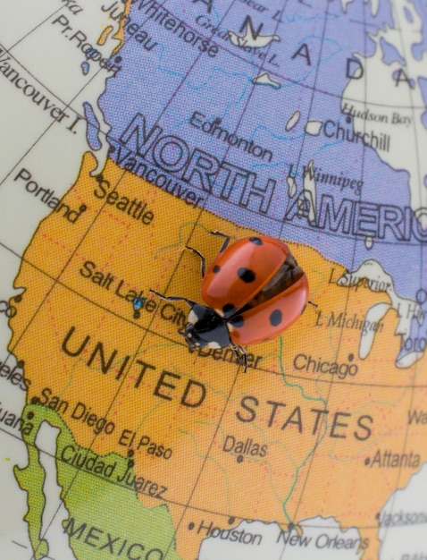 Ladybug on a little colorful model globe