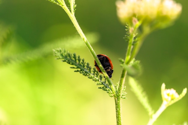 Ladybug macro photo Ladybug on a green leaves in a meadow