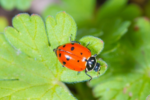 Ladybug Macrophotography