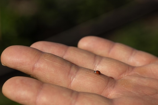 Ladybug on a man's hand