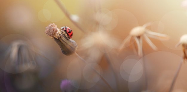 Ladybug in meadow with autumn scene