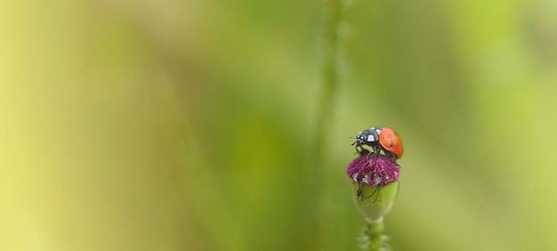 Ladybug on poppy flower, wide banner with free space for text