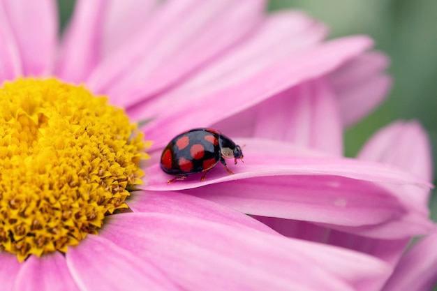 Ladybug on pyrethrum flowers in the garden Garden pest control A useful beetle