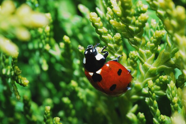 Ladybug on shrub