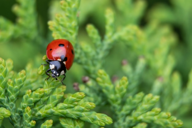 Ladybug sits on a fir tree