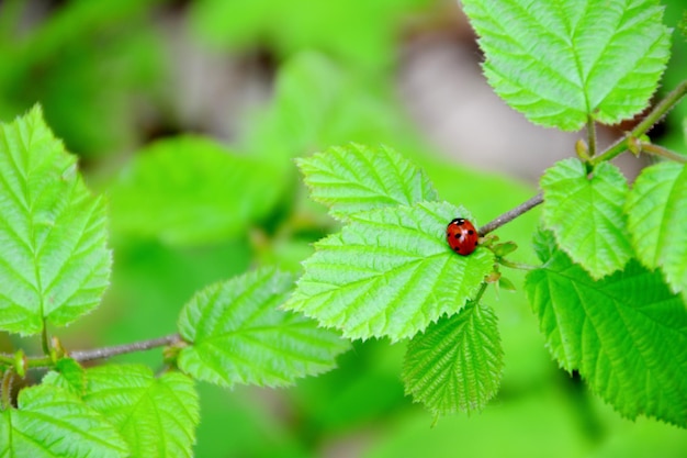 A ladybug sits on a leaf in the woods copy space