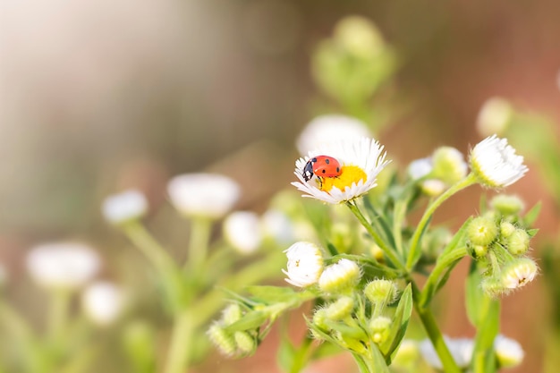 Ladybug sits on a white chamomile in a meadow