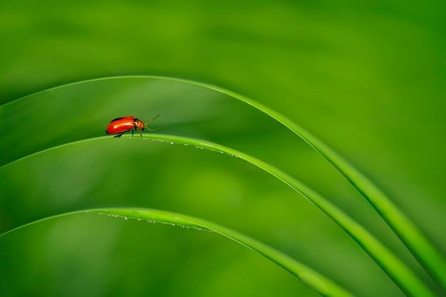 Ladybug Sitting on a Green Leaf