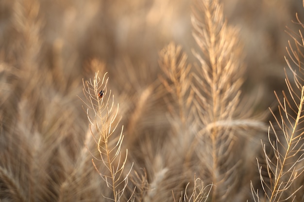 Ladybug on a twig in a wheat field