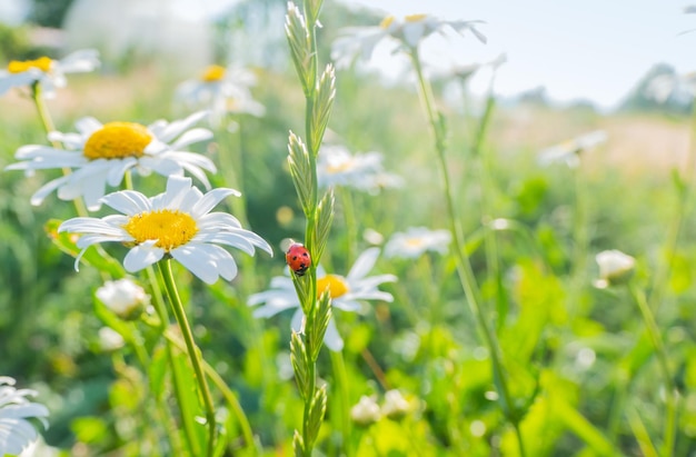 Ladybug on a white camomile on a blurred background Place for an inscription Wildlife in the meadow Copy space