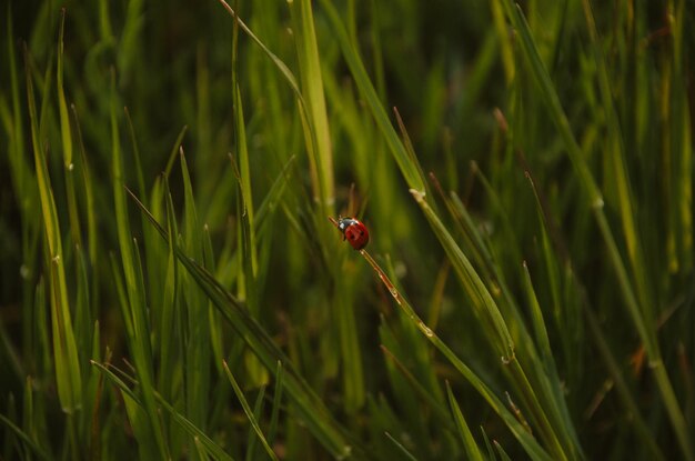 ladybug