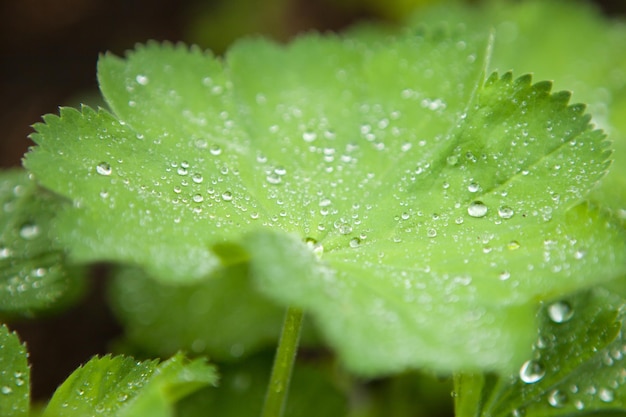 Ladys mantles plant green leaf with water drops or raindrops