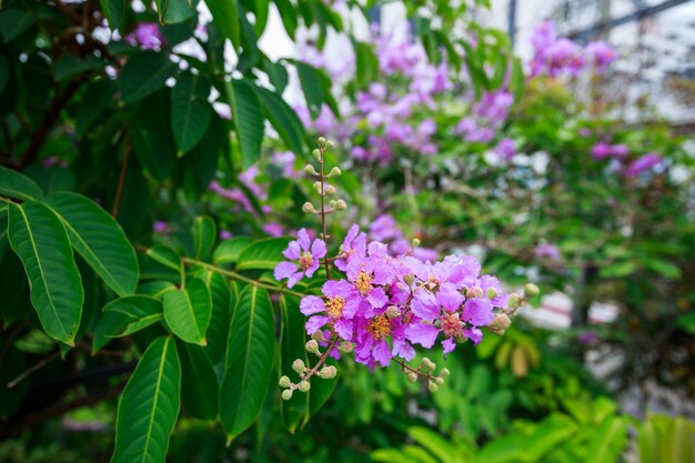 Lagerstroemia, crape myrtle flower