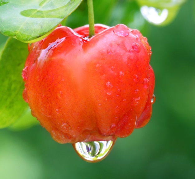 Lagerstroemia Indica or Lagestromia Cherry fruit