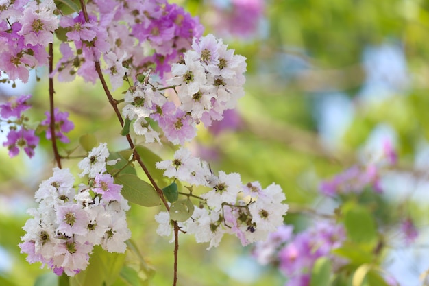 Lagerstroemia speciosa or tabak tree in Thailand,Perennial plant bloom one time per year.