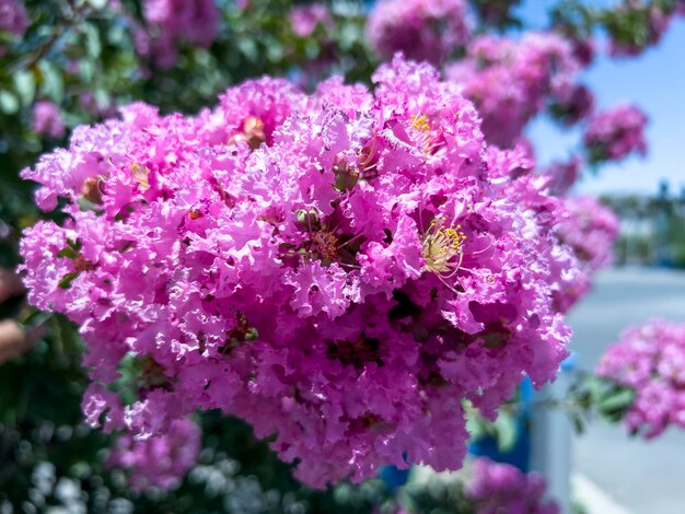 Lagerstroemia