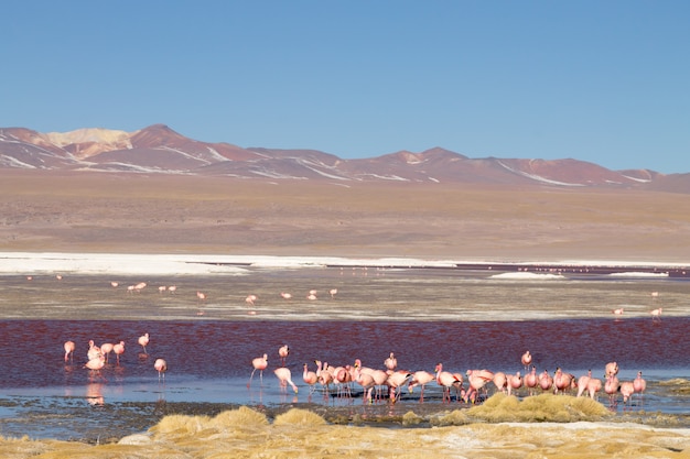 Laguna Colorada flamingos, Bolivia. Puna flamingo. Andean wildlife. Red lagoon