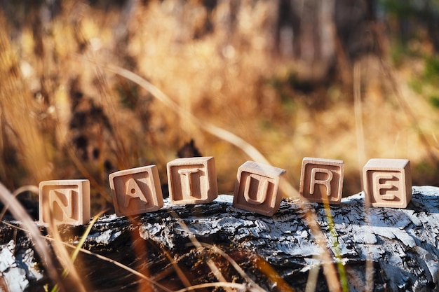 The laid out inscription nature from wooden cubes Birch fallen tree in the autumn forest The concept of nature conservation